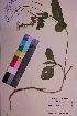  ( - TROM_V_148865_sg)  @11 [ ] CreativeCommons - Attribution Non-Commercial Share-Alike (2018) Unspecified Tromsø University Museum