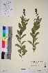  ( - TROM_V_148902_sg)  @11 [ ] CreativeCommons - Attribution Non-Commercial Share-Alike (2016) Unspecified Tromso University Museum
