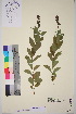  ( - TROM_V_148902_sg)  @11 [ ] CreativeCommons - Attribution Non-Commercial Share-Alike (2018) Unspecified Tromsø University Museum
