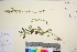  ( - TROM_V_149796_sg)  @11 [ ] CreativeCommons - Attribution Non-Commercial Share-Alike (2016) Unspecified Tromso University Museum