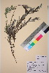  (Salix rosmarinifolia - TROM_V_155652_sg)  @11 [ ] CreativeCommons - Attribution Non-Commercial Share-Alike (2018) Unspecified Tromsø University Museum