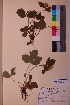  ( - TROM_V_156995_sg)  @11 [ ] CreativeCommons - Attribution Non-Commercial Share-Alike (2018) Unspecified Tromsø University Museum