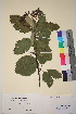 ( - TROM_V_157274_sg)  @11 [ ] CreativeCommons - Attribution Non-Commercial Share-Alike (2018) Unspecified Tromsø University Museum