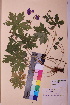  ( - TROM_V_157990_sg)  @11 [ ] CreativeCommons - Attribution Non-Commercial Share-Alike (2018) Unspecified Tromsø University Museum