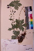  (Geranium phaeum - TROM_V_158034_sg)  @11 [ ] CreativeCommons - Attribution Non-Commercial Share-Alike (2018) Unspecified Tromsø University Museum