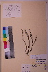  ( - TROM_V_158089_sg)  @11 [ ] CreativeCommons - Attribution Non-Commercial Share-Alike (2018) Unspecified Tromsø University Museum