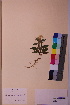  ( - TROM_V_158688_sg)  @11 [ ] CreativeCommons - Attribution Non-Commercial Share-Alike (2018) Unspecified Tromsø University Museum