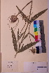  ( - TROM_V_159792_sg)  @11 [ ] CreativeCommons - Attribution Non-Commercial Share-Alike (2018) Unspecified Tromsø University Museum