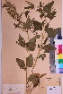  ( - TROM_V_161498_sg)  @11 [ ] CreativeCommons - Attribution Non-Commercial Share-Alike (2018) Unspecified Tromsø University Museum
