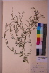  (Chenopodium desiccatum - TROM_V_161506_sg)  @11 [ ] CreativeCommons - Attribution Non-Commercial Share-Alike (2018) Unspecified Tromsø University Museum