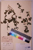  ( - TROM_V_161526_sg)  @11 [ ] CreativeCommons - Attribution Non-Commercial Share-Alike (2018) Unspecified Tromsø University Museum