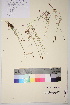  ( - TROM_V_162302_sg)  @11 [ ] CreativeCommons - Attribution Non-Commercial Share-Alike (2017) Unspecified Tromsø University Museum