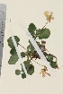  ( - TROM_V_162305_sg)  @11 [ ] CreativeCommons - Attribution Non-Commercial Share-Alike (2015) Unspecified Tromsø University Museum