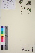  ( - TROM_V_162399_sg)  @11 [ ] CreativeCommons - Attribution Non-Commercial Share-Alike (2016) Unspecified Tromso University Museum