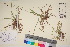  ( - TROM_V_162479_sg)  @11 [ ] CreativeCommons - Attribution Non-Commercial Share-Alike (2017) Unspecified Tromsø University Museum