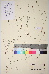  ( - TROM_V_162628_sg)  @11 [ ] CreativeCommons - Attribution Non-Commercial Share-Alike (2017) Unspecified Tromsø University Museum