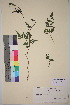  ( - TROM_V_164220_sg)  @11 [ ] CreativeCommons - Attribution Non-Commercial Share-Alike (2018) Unspecified Tromsø University Museum