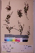  ( - TROM_V_164956_sg)  @11 [ ] CreativeCommons - Attribution Non-Commercial Share-Alike (2018) Unspecified Tromsø University Museum