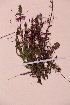  ( - TROM_V_164956_sg)  @11 [ ] CreativeCommons - Attribution Non-Commercial Share-Alike (2018) Unspecified Tromsø University Museum