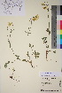  (Ranunculus subborealis subborealis - TROM_V_165224_sg)  @11 [ ] CreativeCommons - Attribution Non-Commercial Share-Alike (2018) Unspecified Tromsø University Museum