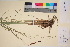  ( - TROM_V_167146_sg)  @11 [ ] CreativeCommons - Attribution Non-Commercial Share-Alike (2017) Unspecified Tromsø University Museum
