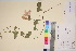  ( - TROM_V_170856_sg)  @11 [ ] CreativeCommons - Attribution Non-Commercial Share-Alike (2017) Unspecified Tromsø University Museum
