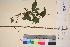  ( - TROM_V_170887_sg)  @11 [ ] CreativeCommons - Attribution Non-Commercial Share-Alike (2017) Unspecified Tromsø University Museum