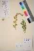  ( - TROM_V_171468_sg)  @11 [ ] CreativeCommons - Attribution Non-Commercial Share-Alike (2018) Unspecified Tromsø University Museum