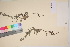  ( - TROM_V_172102_sg)  @11 [ ] CreativeCommons - Attribution Non-Commercial Share-Alike (2017) Unspecified Tromsø University Museum