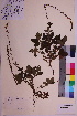  ( - TROM_V_173410_sg)  @11 [ ] CreativeCommons - Attribution Non-Commercial Share-Alike (2018) Unspecified Tromsø University Museum