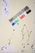  ( - TROM_V_174075_sg)  @11 [ ] CreativeCommons - Attribution Non-Commercial Share-Alike (2017) Unspecified Tromsø University Museum