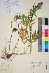  ( - TROM_V_174192_sg)  @11 [ ] CreativeCommons - Attribution Non-Commercial Share-Alike (2015) Unspecified Tromsø University Museum