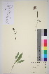  ( - TROM_V_175011_sg)  @11 [ ] CreativeCommons - Attribution Non-Commercial Share-Alike (2016) Unspecified Tromso University Museum