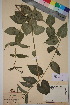  (Vincetoxicum rossicum - TROM_V_17961_sg)  @11 [ ] CreativeCommons - Attribution Non-Commercial Share-Alike (2018) Unspecified Tromsø University Museum