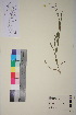  ( - TROM_V_200257_sg)  @11 [ ] CreativeCommons - Attribution Non-Commercial Share-Alike (2018) Unspecified Tromsø University Museum
