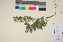  (Spiraea media - TROM_V_200452_sg)  @11 [ ] CreativeCommons - Attribution Non-Commercial Share-Alike (2017) Unspecified Tromsø University Museum