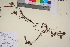  (Salix arctica - TROM_V_200517_sg)  @11 [ ] CreativeCommons - Attribution Non-Commercial Share-Alike (2017) Unspecified Tromsø University Museum
