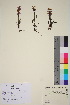  ( - TROM_V_201225_sg)  @11 [ ] CreativeCommons - Attribution Non-Commercial Share-Alike (2016) Unspecified Tromso University Museum