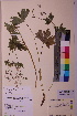  (Geranium albiflorum - TROM_V_201227_sg)  @11 [ ] CreativeCommons - Attribution Non-Commercial Share-Alike (2018) Unspecified Tromsø University Museum