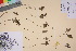  ( - TROM_V_201928_sg)  @11 [ ] CreativeCommons - Attribution Non-Commercial Share-Alike (2017) Unspecified Tromsø University Museum