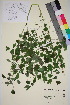  ( - TROM_V_202110_sg)  @11 [ ] CreativeCommons - Attribution Non-Commercial Share-Alike (2015) Unspecified Tromsø University Museum