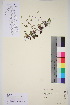  ( - TROM_V_202879_sg)  @11 [ ] CreativeCommons - Attribution Non-Commercial Share-Alike (2016) Unspecified Tromso University Museum