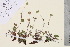  ( - TROM_V_202879_sg)  @11 [ ] CreativeCommons - Attribution Non-Commercial Share-Alike (2016) Unspecified Tromso University Museum