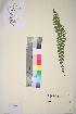  ( - TROM_V_202965_sg)  @11 [ ] CreativeCommons - Attribution Non-Commercial Share-Alike (2017) Unspecified Tromsø University Museum