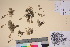 ( - TROM_V_300549_sg)  @11 [ ] CreativeCommons - Attribution Non-Commercial Share-Alike (2017) Unspecified Tromsø University Museum