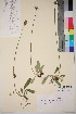  ( - TROM_V_34543_sg)  @11 [ ] CreativeCommons - Attribution Non-Commercial Share-Alike (2018) Unspecified Tromsø University Museum