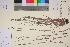  ( - TROM_V_350914_sg)  @11 [ ] CreativeCommons - Attribution Non-Commercial Share-Alike (2017) Unspecified Tromsø University Museum