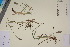  (Alopecurus - TROM_V_350926_sg)  @11 [ ] CreativeCommons - Attribution Non-Commercial Share-Alike (2017) Unspecified Tromsø University Museum