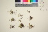  ( - TROM_V_351120_sg)  @11 [ ] CreativeCommons - Attribution Non-Commercial Share-Alike (2016) Unspecified Tromso University Museum