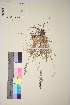  ( - TROM_V_351125_sg)  @11 [ ] CreativeCommons - Attribution Non-Commercial Share-Alike (2017) Unspecified Tromsø University Museum
